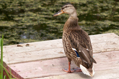 Close-up of bird perching on wood