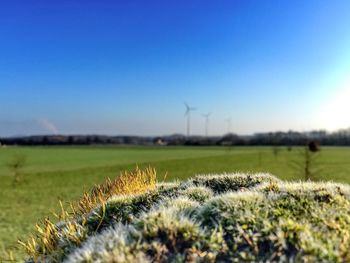 Scenic view of grassy field against clear sky