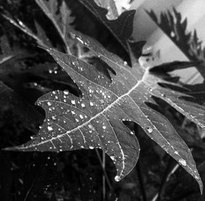 Close-up of leaves