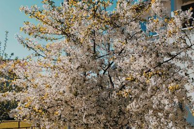 Low angle view of cherry blossom tree