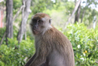 Monkey sitting on land in forest