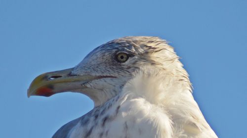 Close-up of eagle against clear sky