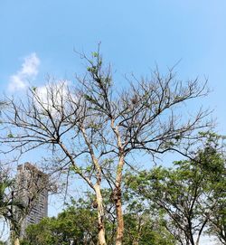 Low angle view of tree against sky