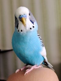 Close-up of parrot perching on hand