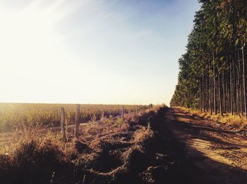 Empty dirt road by agricultural field against sky on sunny day