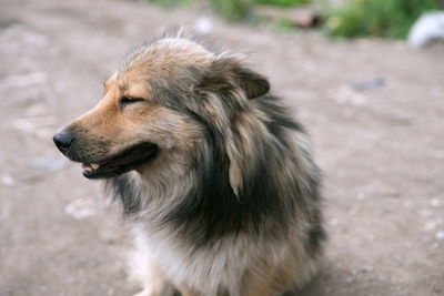 The muzzle of a pretty fluffy dog looking to the side, against the backdrop of a dirt road.