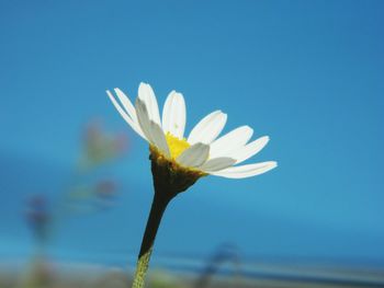 Close-up of white flowers