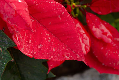 Close-up of raindrops on red leaves