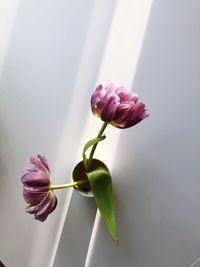 Close-up of pink rose flower