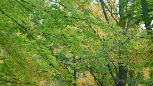 Low angle view of trees in forest during autumn