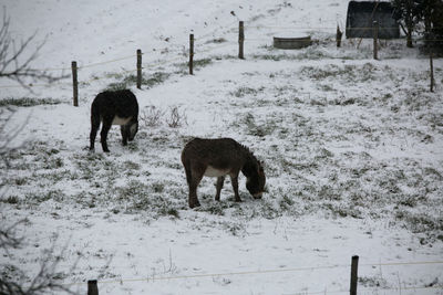 Horses on snow covered field