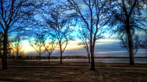 Bare trees on field at sunset