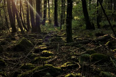 Trees growing in forest