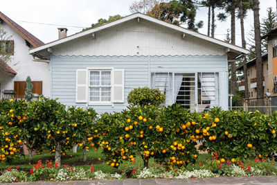 Oranges growing on tree in front of a house