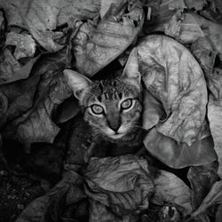 High angle portrait of tabby cat on leaves