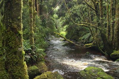 River amidst trees in forest