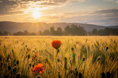 Scenic view of flowering plants on field against sky during sunset