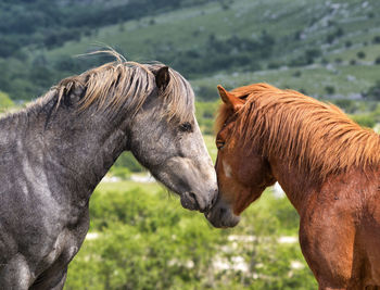 Side view of horse on field