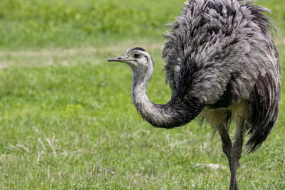 Close-up of bird on grassy field