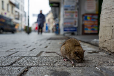 Rat on cobbled street in city