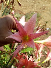 Close-up of hand holding flowers