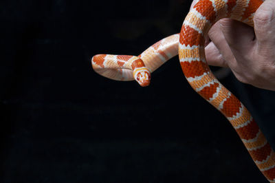 Cropped hand holding corn snake against black background