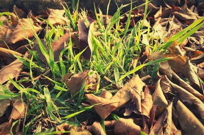 Close-up of leaves on field