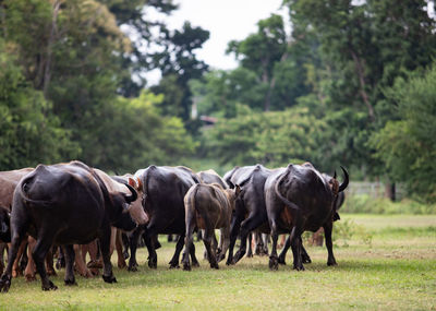 Cows grazing on field