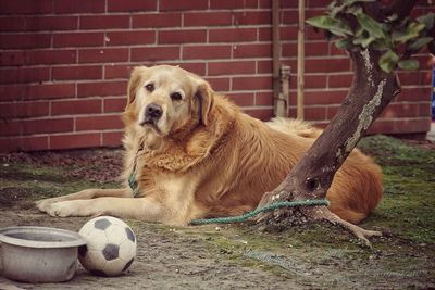 Dog sitting on grass