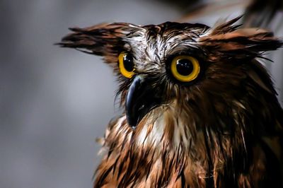 Close-up of owl