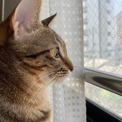 Close-up of a cat looking away