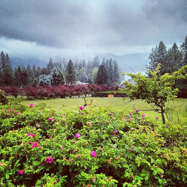 flower, tree, growth, sky, beauty in nature, tranquil scene, tranquility, nature, scenics, cloud - sky, landscape, plant, freshness, field, green color, cloudy, non-urban scene, grass, day, cloud