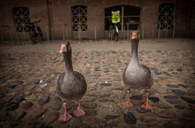 Ducks on stone wall