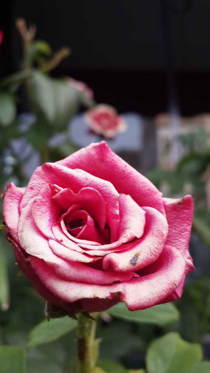 flower, rose - flower, petal, nature, pink color, fragility, beauty in nature, flower head, freshness, growth, plant, close-up, no people, outdoors, blooming, day