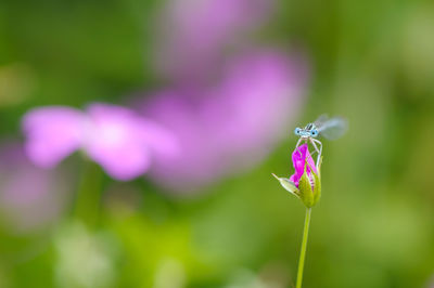 Close-up of purple flowering plant