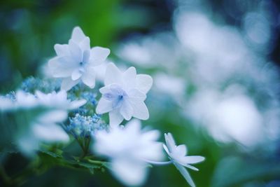 Close-up of white flowers