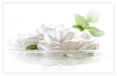 Close-up of white flowers