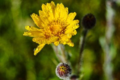 Close-up of yellow flower