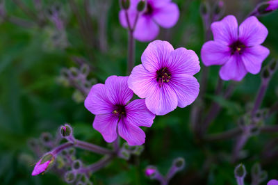 Close-up of pink flowering plant