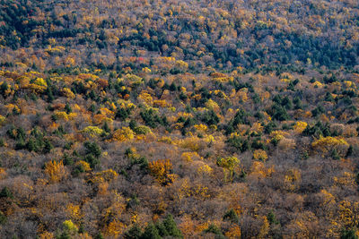 High angle view of trees in forest