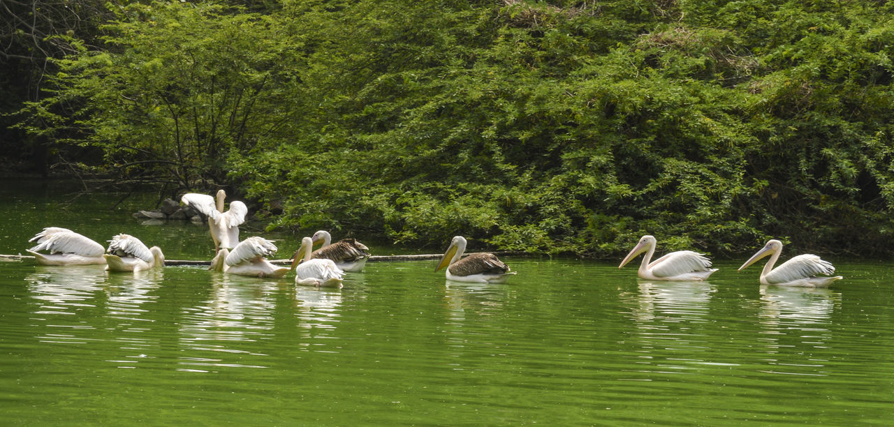 SWANS IN LAKE