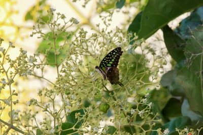 Close-up of butterfly pollinating on flower