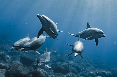 A group of dolphins