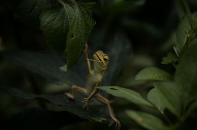 Close-up of insect on leaves