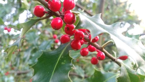 Close-up of berries on tree