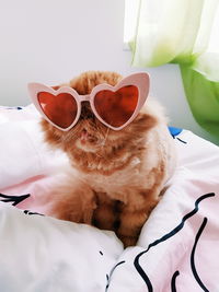 Cat wearing heart shape sunglasses