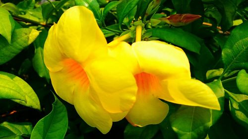 Close-up of yellow flowers