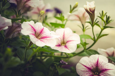 Close-up of pink flowering plant