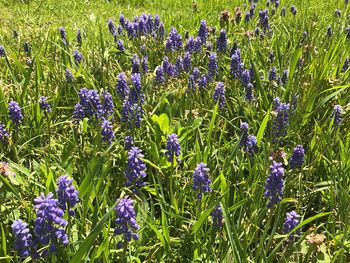 Close-up of flowers growing in field