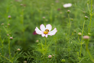 Close-up of pink flower on field